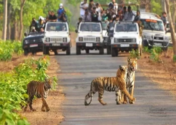 देश में सबसे ज्यादा बाघों वाले बांधवगढ़ टाइगर रिजर्व में चल रहा टिकट कालाबाजारी का खेल, जाल में फंस रहे पर्यटक