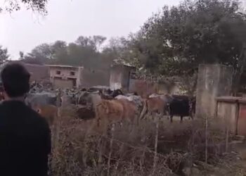 अपर निदेशक के निरीक्षण में ग्राम प्रधान ने आसपास से एकत्र किये गौवंश