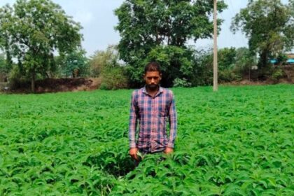 प्राकृतिक-खेती-को-बढ़ावा-देने-की-पहल-ला-रही-बदलाव,-हरी-खाद-अपनाकर-आत्मनिर्भर-खेती-की-राह-पर-बढ़-रहे-किसान