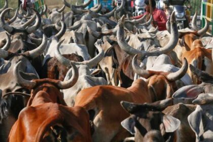 जब्त-मवेशियों-की-कस्टडी-पर-बड़ा-फैसला-आएगा,-हाईकोर्ट-तय-करेगी-कोर्ट-के-अधिकार