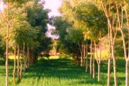 छत्तीसगढ़-में-उद्योगों-के-लिए-नया-नियम,-एक-हेक्टेयर-भूमि-पर-लगाने-होंगे-2,500-पौधे