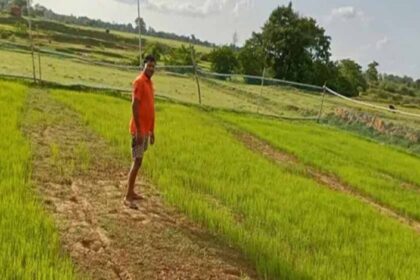 बस्तर-संभाग-में-बारिश-की-बेरुखी-से-बढ़ी-सूखे-की-चिंता,-किसान-परेशान