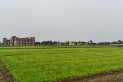 विलंबित-मानसून-के-बीच-धान-किसानों-के-लिए-आईसीएआर-एनआईबीएसएम-की-विशेष-सलाह