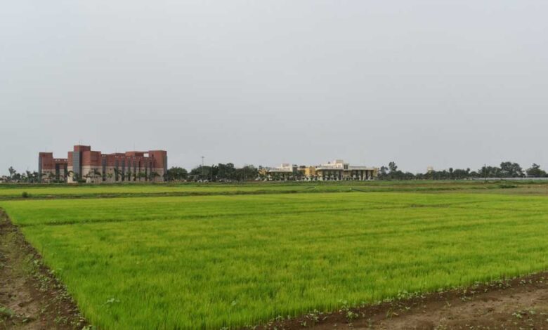 विलंबित-मानसून-के-बीच-धान-किसानों-के-लिए-आईसीएआर-एनआईबीएसएम-की-विशेष-सलाह